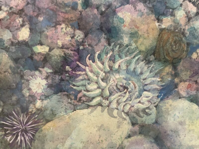 Margaret Smith Original Watercolor Urchins 18" X 48" - Image 2